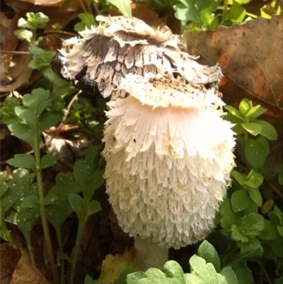 Coprinus comatus (Shaggy Ink Cap) at Curtin, ACT - 9 Jun 2017 by arjay