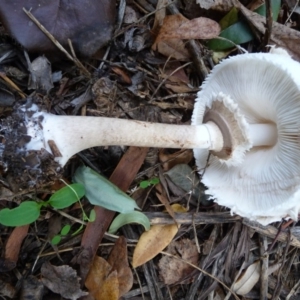 Chlorophyllum sp. at Curtin, ACT - 22 Apr 2015