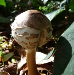 Chlorophyllum sp. at Curtin, ACT - 22 Apr 2015