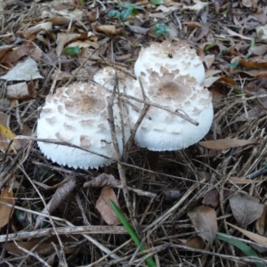 Chlorophyllum sp. at Curtin, ACT - 22 Apr 2015