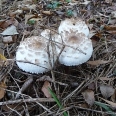 Chlorophyllum sp. at Curtin, ACT - 22 Apr 2015