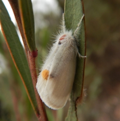 Lymantriinae (subfamily) (Unidentified tussock moths) at Aranda Bushland - 27 Feb 2019 by CathB