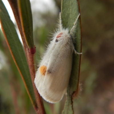 Lymantriinae (subfamily) (Unidentified tussock moths) at Dunlop, ACT - 28 Feb 2019 by CathB