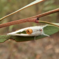 Lymantriinae (subfamily) at Dunlop, ACT - 28 Feb 2019 08:50 AM