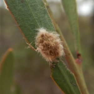 Lymantriinae (subfamily) at Dunlop, ACT - 28 Feb 2019 08:50 AM