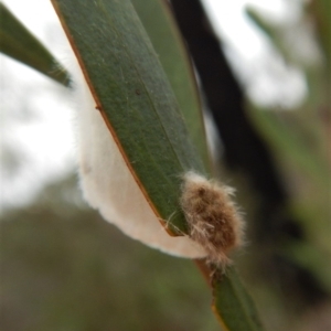 Lymantriinae (subfamily) at Dunlop, ACT - 28 Feb 2019 08:50 AM