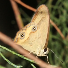 Hypocysta metirius (Brown Ringlet) at Guerilla Bay, NSW - 26 Feb 2019 by jb2602