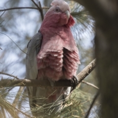 Eolophus roseicapilla (Galah) at Hawker, ACT - 28 Feb 2019 by AlisonMilton