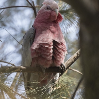 Eolophus roseicapilla (Galah) at Hawker, ACT - 28 Feb 2019 by Alison Milton