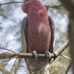 Eolophus roseicapilla at Hawker, ACT - 28 Feb 2019 02:06 PM