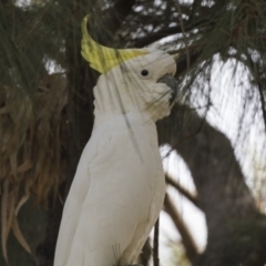 Cacatua galerita (Sulphur-crested Cockatoo) at Hawker, ACT - 28 Feb 2019 by AlisonMilton