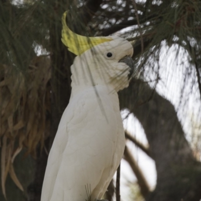 Cacatua galerita (Sulphur-crested Cockatoo) at Hawker, ACT - 28 Feb 2019 by AlisonMilton