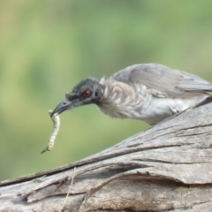 Philemon corniculatus (Noisy Friarbird) at Uriarra Recreation Reserve - 27 Feb 2019 by KumikoCallaway