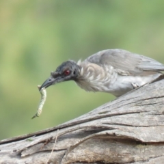 Philemon corniculatus (Noisy Friarbird) at Stromlo, ACT - 27 Feb 2019 by KumikoCallaway