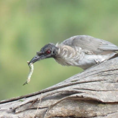 Philemon corniculatus (Noisy Friarbird) at Stromlo, ACT - 28 Feb 2019 by KumikoCallaway