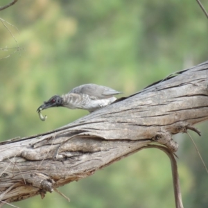 Philemon corniculatus at Stromlo, ACT - 28 Feb 2019 10:14 AM