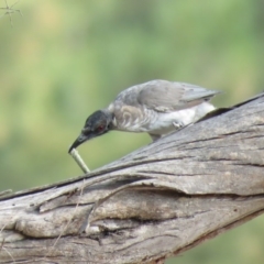 Philemon corniculatus at Stromlo, ACT - 28 Feb 2019