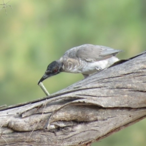 Philemon corniculatus at Stromlo, ACT - 28 Feb 2019 10:14 AM