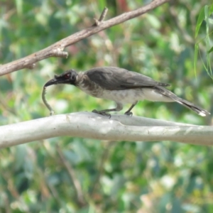 Philemon corniculatus at Stromlo, ACT - 28 Feb 2019