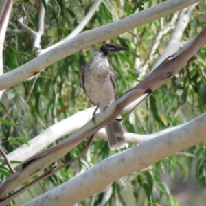 Philemon corniculatus at Stromlo, ACT - 28 Feb 2019