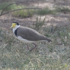 Vanellus miles (Masked Lapwing) at Hawker, ACT - 28 Feb 2019 by AlisonMilton