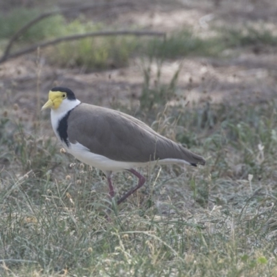 Vanellus miles (Masked Lapwing) at Hawker, ACT - 28 Feb 2019 by AlisonMilton