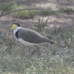 Vanellus miles (Masked Lapwing) at Hawker, ACT - 28 Feb 2019 by Alison Milton