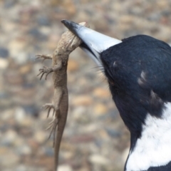 Gymnorhina tibicen (Australian Magpie) at Acton, ACT - 2 Feb 2019 by Christine