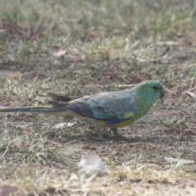 Psephotus haematonotus (Red-rumped Parrot) at Hawker, ACT - 28 Feb 2019 by AlisonMilton