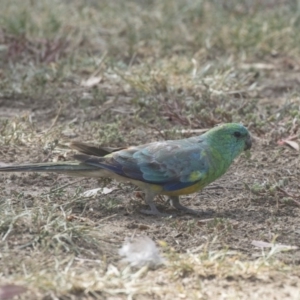 Psephotus haematonotus at Hawker, ACT - 28 Feb 2019