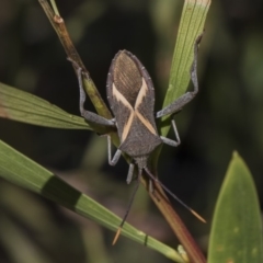 Mictis profana (Crusader Bug) at Higgins, ACT - 23 Feb 2019 by Alison Milton