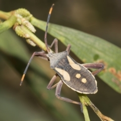 Mictis profana at Higgins, ACT - 24 Feb 2019 09:58 AM