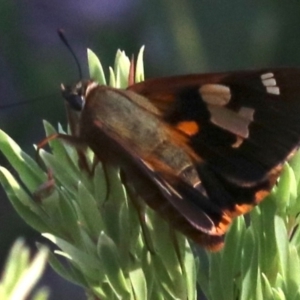 Trapezites symmomus at Rosedale, NSW - 25 Feb 2019