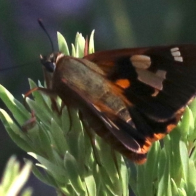 Trapezites symmomus (Splendid Ochre) at Rosedale, NSW - 25 Feb 2019 by jb2602