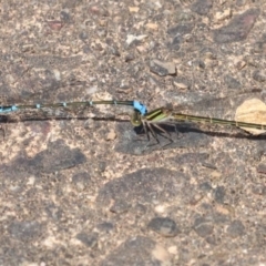 Austroagrion watsoni (Eastern Billabongfly) at Mogo, NSW - 26 Feb 2019 by jbromilow50