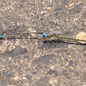 Austroagrion watsoni at Mogo, NSW - 26 Feb 2019