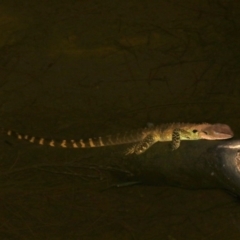 Intellagama lesueurii howittii (Gippsland Water Dragon) at Broulee, NSW - 27 Feb 2019 by jb2602