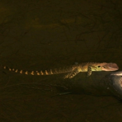 Intellagama lesueurii howittii (Gippsland Water Dragon) at Broulee, NSW - 27 Feb 2019 by jb2602