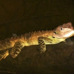 Intellagama lesueurii howittii at Broulee, NSW - 27 Feb 2019