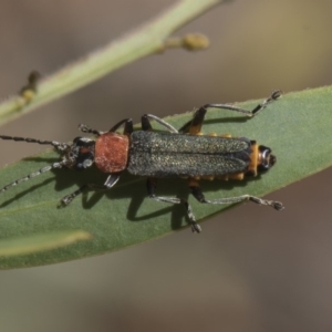 Chauliognathus tricolor at Higgins, ACT - 24 Feb 2019 10:20 AM