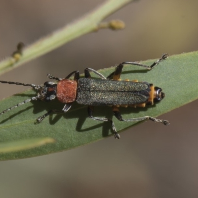 Chauliognathus tricolor (Tricolor soldier beetle) at Higgins, ACT - 24 Feb 2019 by AlisonMilton