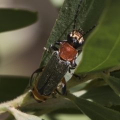 Chauliognathus tricolor at Higgins, ACT - 24 Feb 2019 10:20 AM