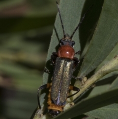 Chauliognathus tricolor at Higgins, ACT - 24 Feb 2019 10:20 AM