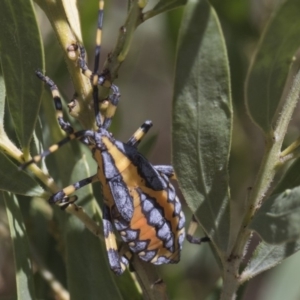 Amorbus sp. (genus) at Higgins, ACT - 24 Feb 2019