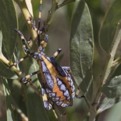 Amorbus (genus) (Eucalyptus Tip bug) at Higgins, ACT - 24 Feb 2019 by AlisonMilton