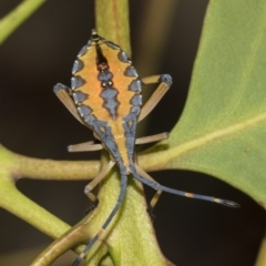 Amorbus (genus) (Eucalyptus Tip bug) at Scullin, ACT - 24 Feb 2019 by AlisonMilton