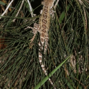 Amphibolurus muricatus at Broulee, NSW - 27 Feb 2019