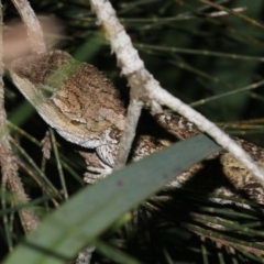 Amphibolurus muricatus at Broulee, NSW - 27 Feb 2019 08:01 PM