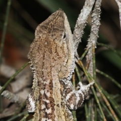 Amphibolurus muricatus at Broulee, NSW - 27 Feb 2019