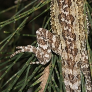 Amphibolurus muricatus at Broulee, NSW - 27 Feb 2019